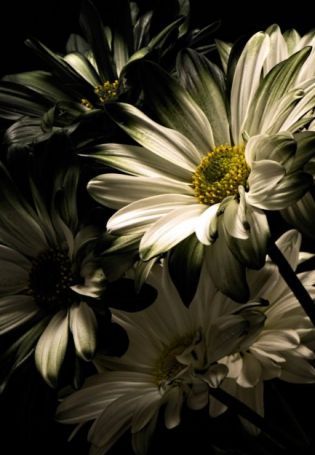 Белые цветы на черном фоне рисунок