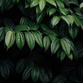 Зеленые листья на черном фоне