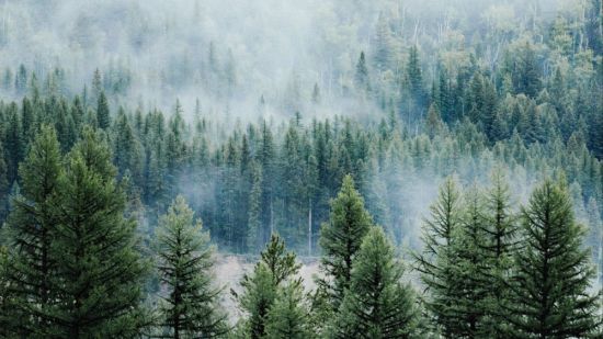 Еловый лес в тумане