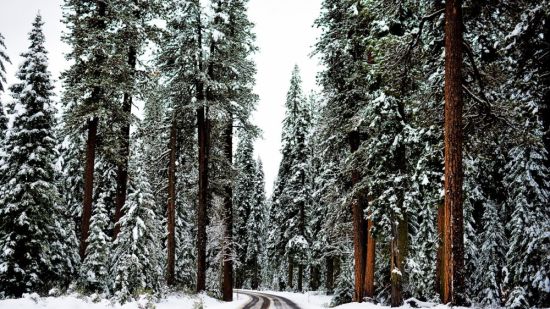 Зимняя дорога в лесу