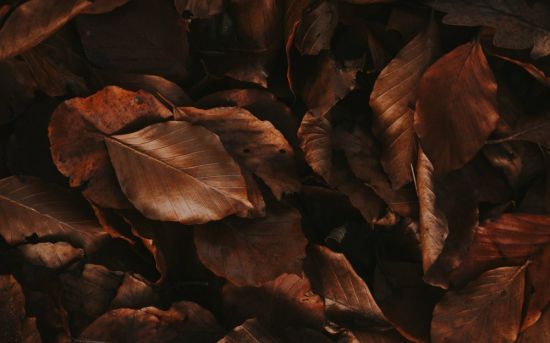 Листья макро