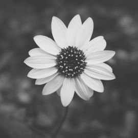 Белый цветок на сером фоне
