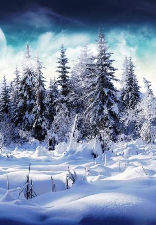 Волшебный зимний лес
