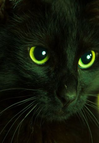 Серый котенок с зелеными глазами