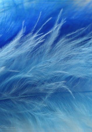 Голубые перья