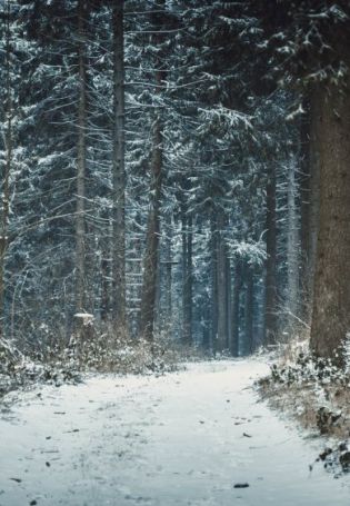 Зимний хвойный лес