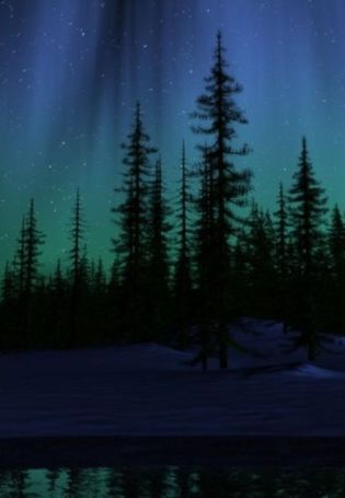 Ночное небо в лесу