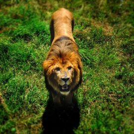 Львы в дикой природе