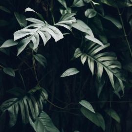 Тропические листья на черном фоне