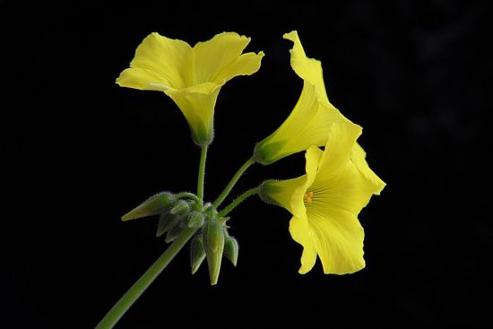 Желтые цветы на темном фоне