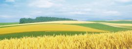 Пшеничное поле и небо