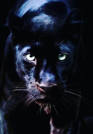 Глаза пантеры на черном фоне