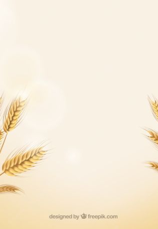 Лист пшеницы