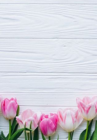 Фон розовые тюльпаны