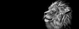 Голова льва на черном фоне