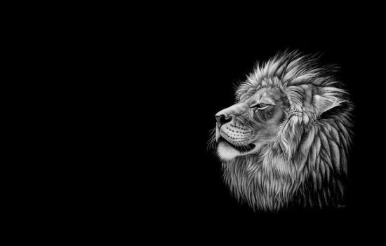 Голова льва на черном фоне