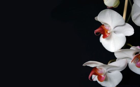 Орхидея на темном фоне