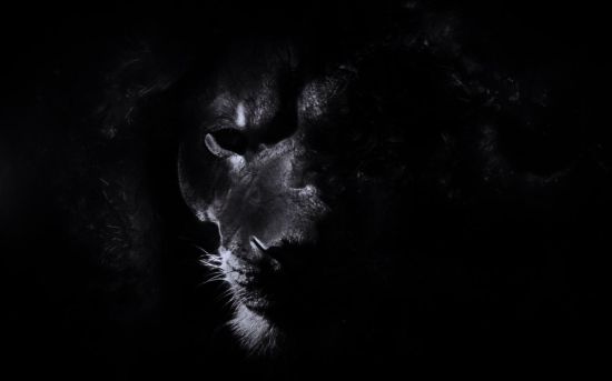 Львица на черном фоне