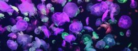 Разноцветные медузы