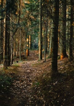Светлый хвойный лес