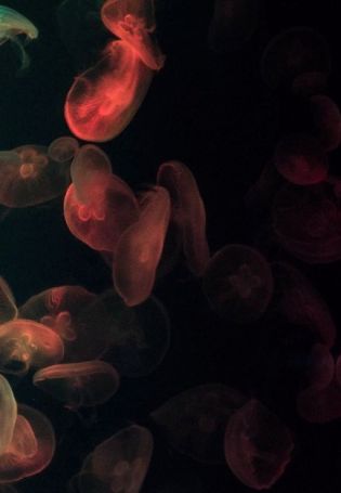 Цветные медузы