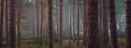Саровский лес