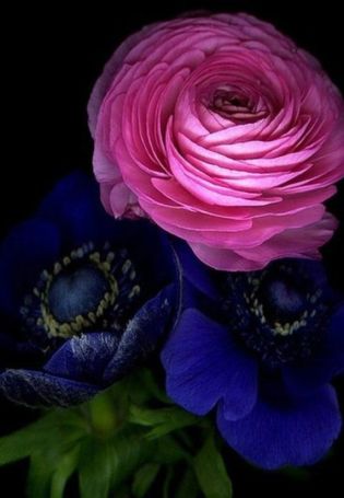 Голубой цветок на черном фоне