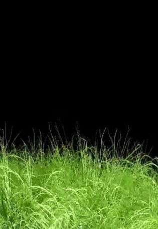 Темно зеленая трава