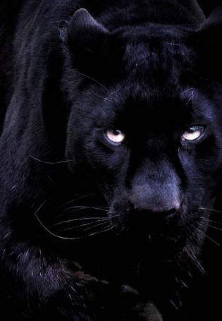 Черная пантера с красными глазами