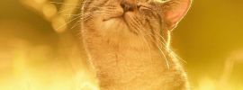 Котик на солнышке
