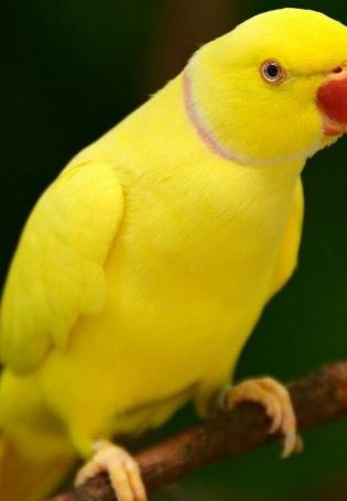 Ожереловый попугай желтый