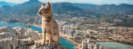 Кот на фоне города