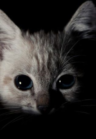 Черно белая кошка с голубыми глазами