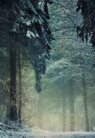 Ночной лес в снегу