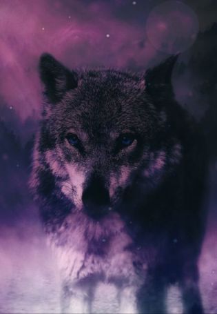 Крадущийся волк