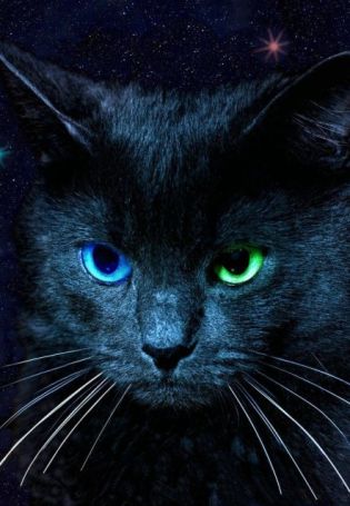 Черный кот с разными глазами