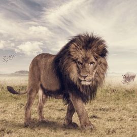 Лев в природе