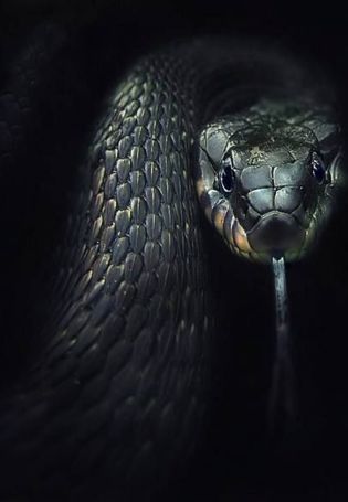 Тайпан змея