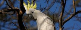 Белый попугай с хохолком