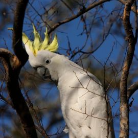 Белый попугай с хохолком