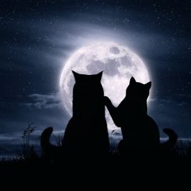 Котики под луной