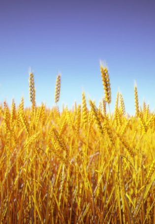 Небо и поле пшеницы