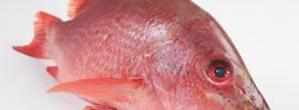 Красный снеппер рыба