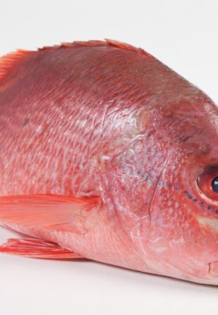 Красный снеппер рыба