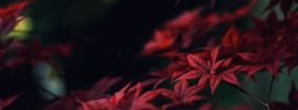 Бордовые осенние листья