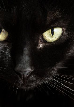 Черный кот с серыми глазами