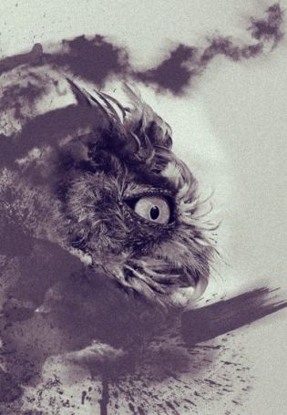 Страшная сова