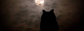 Черный кот на фоне луны