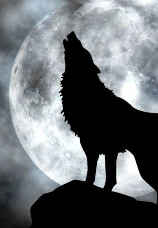 Волк на фоне луны