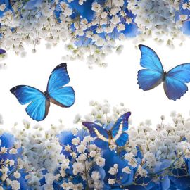 Бабочки голубого цвета